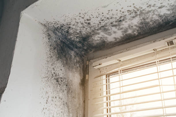 Affordable Mold Cleanup solutions in Montgomeryville, PA